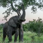 Elephant in Bushland