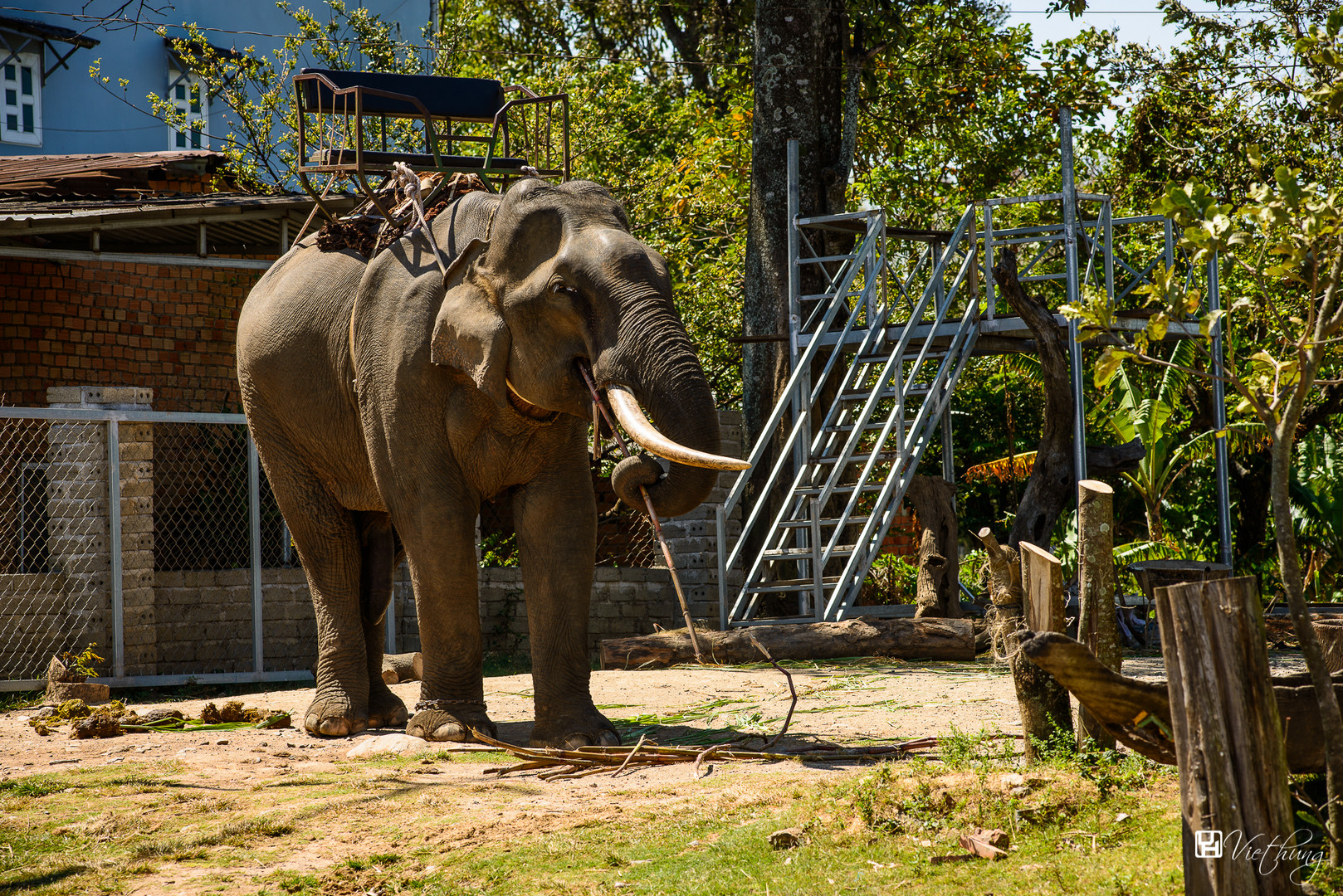 Elephant in Daklak