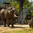 Elephant in Daklak