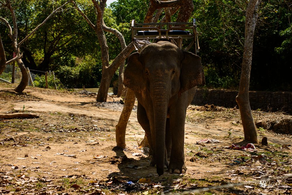 Elephant in Daklak