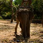 Elephant in Daklak