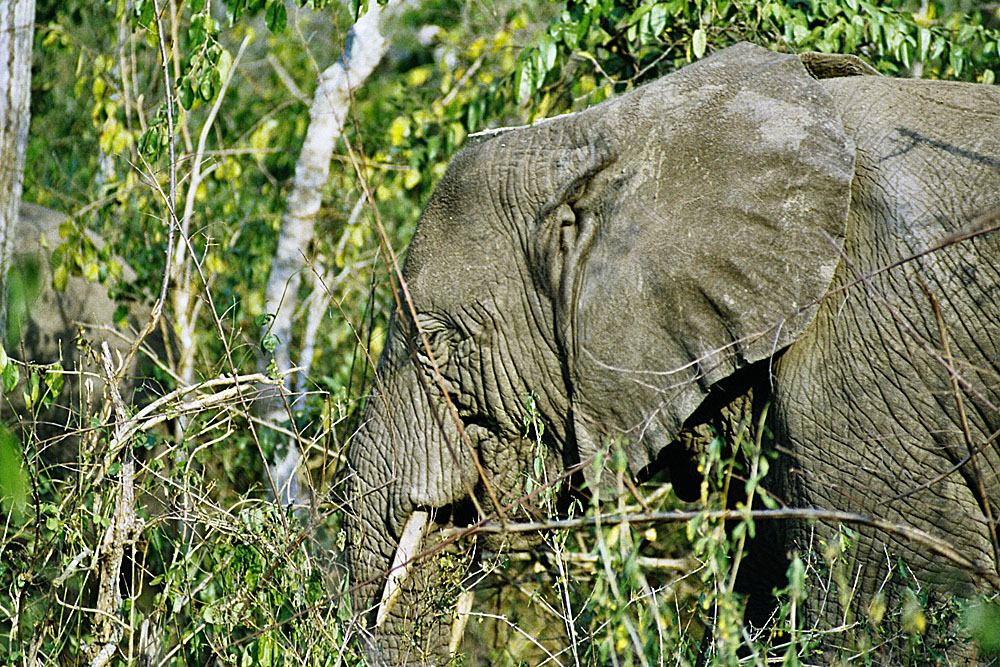 Elephant in hiding