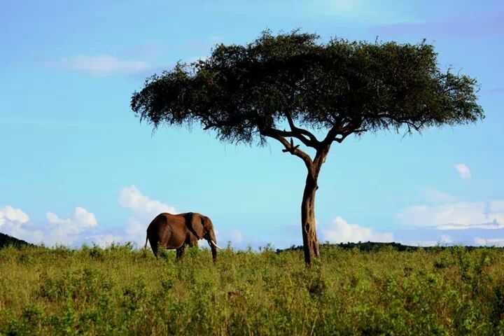 Elephant in nature