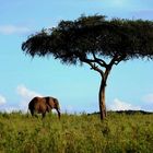 Elephant in nature