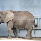 Elephant in Tallinna Zoo