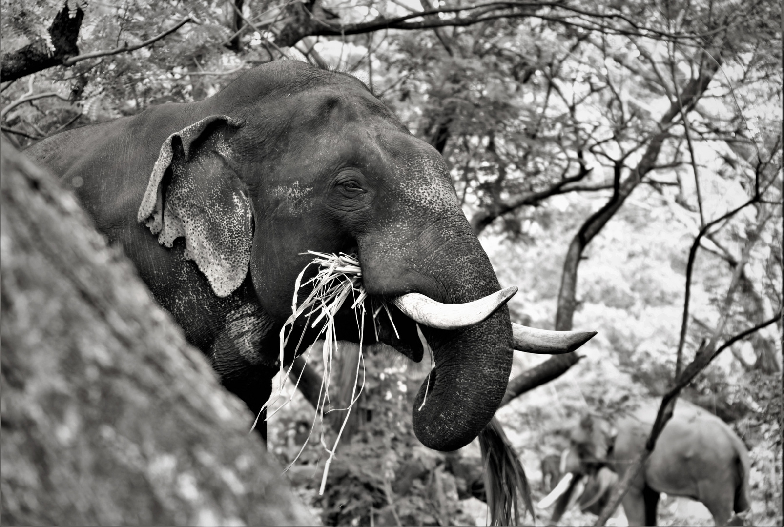 Elephant in Temple