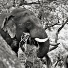 Elephant in Temple