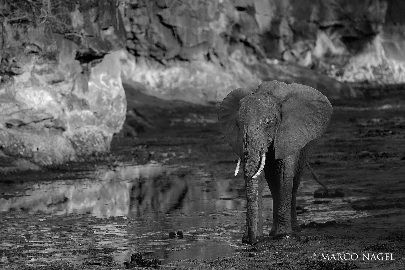 Elephant in the "Chitake" riverbed