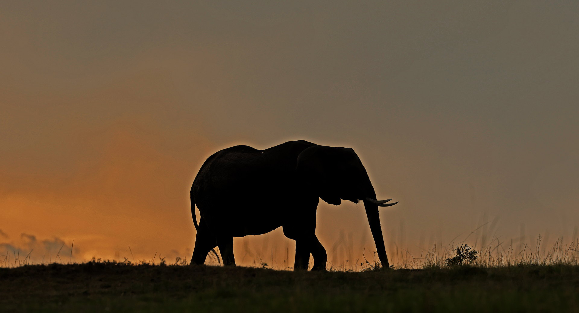 Elephant in the evening light