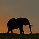 Elephant in the evening light