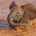 Elephant in the river