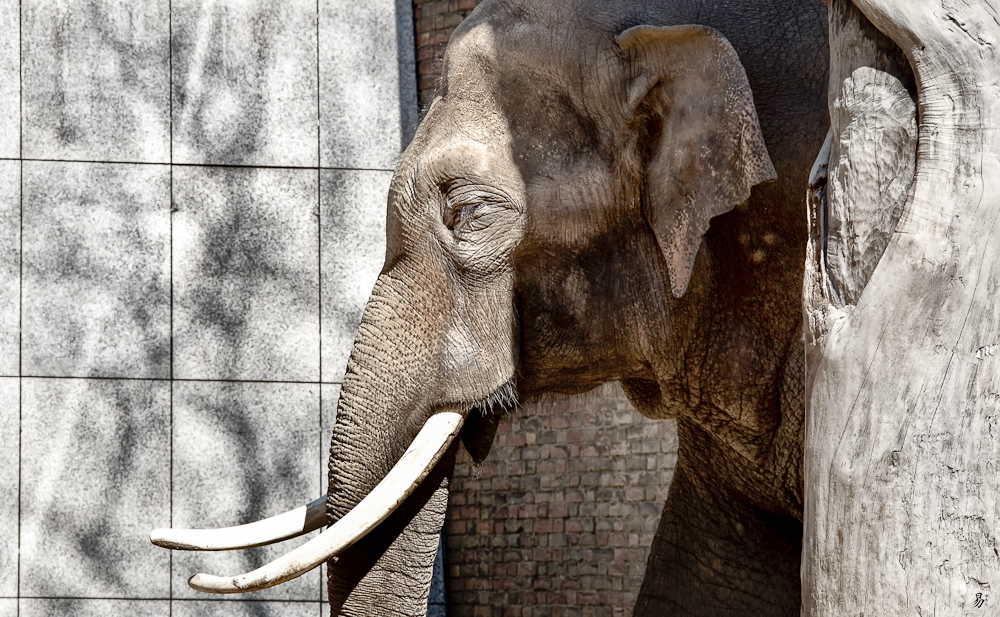 elephant in the shade