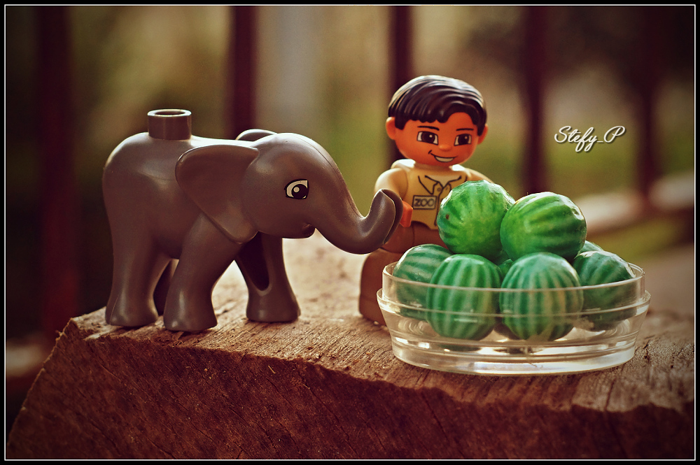 Elephant likes watermelons/L'elefante ama le angurie