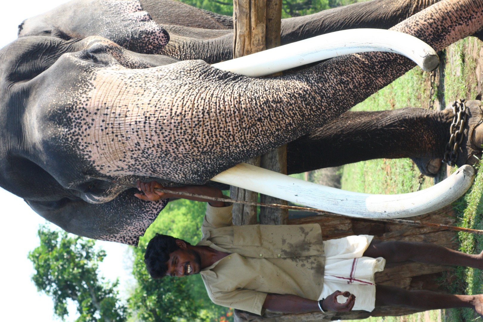 Elephant mahout Theppakadu