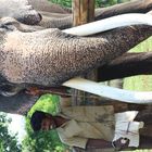 Elephant mahout Theppakadu