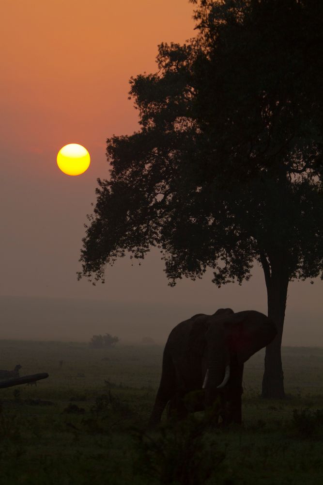 Elephant, Masai Mara