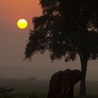 Elephant, Masai Mara