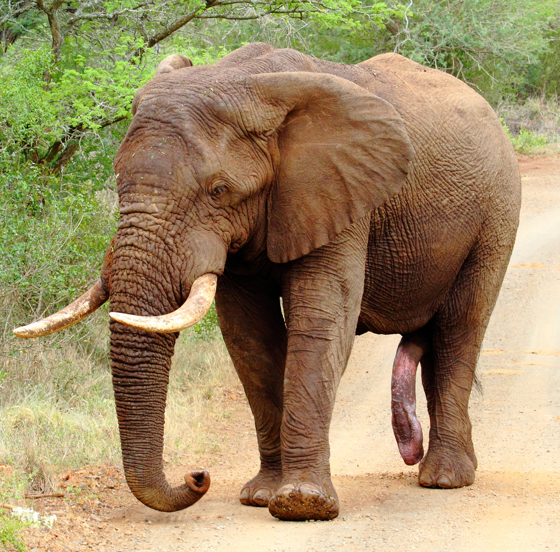 Elephant mit 5 Beinen