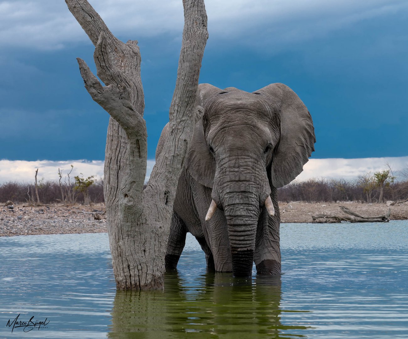 Elephant moody Portrait