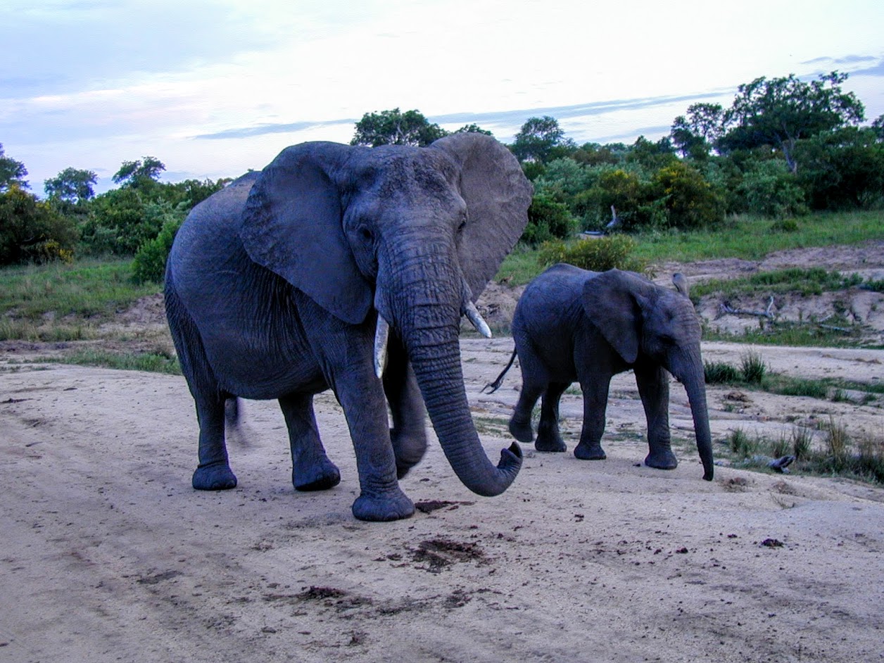 Elephant mother & child