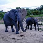 Elephant mother & child