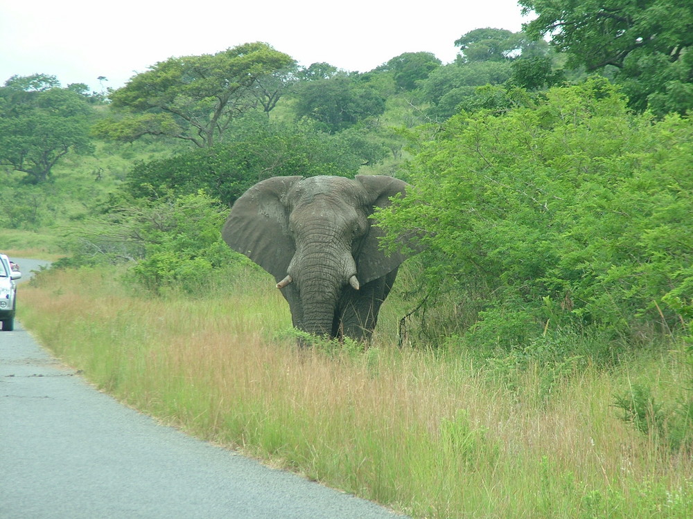 Elephant mudding itself again