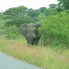 Elephant mudding itself again