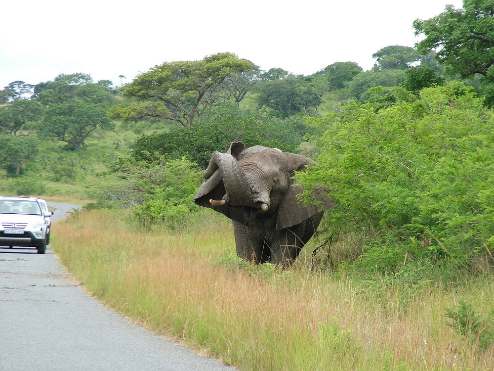 Elephant mudding itself