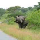 Elephant mudding itself