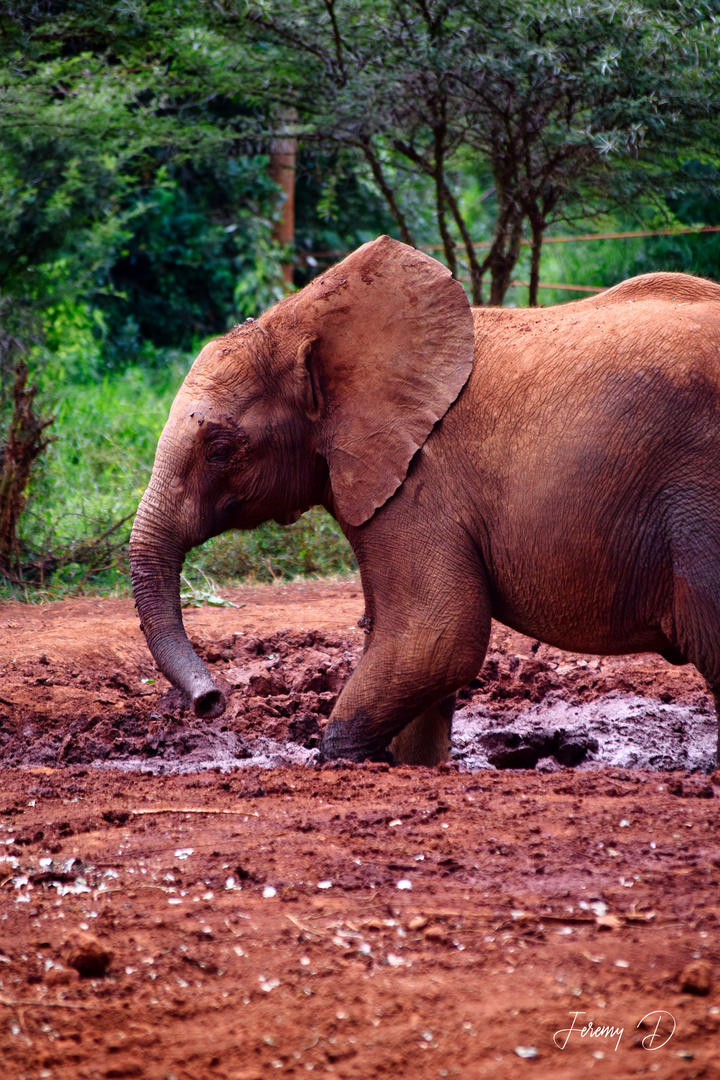 Elephant, Nairobi Kenya