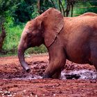 Elephant, Nairobi Kenya