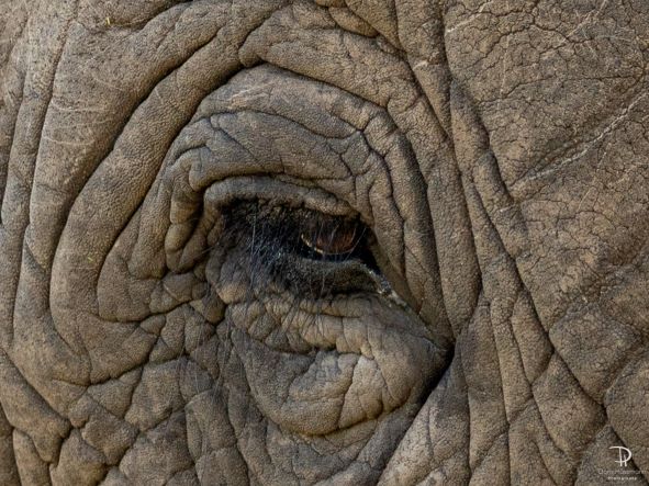 Elephant of Thula Thula, Kwazulu Natal, South Africa