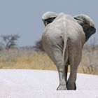 Elephant on the road