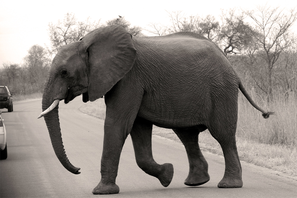 Elephant on the Road.....