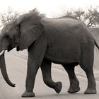 Elephant on the Road.....