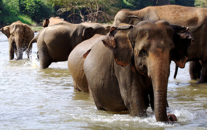 Elephant Orphanage