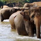 Elephant Orphanage