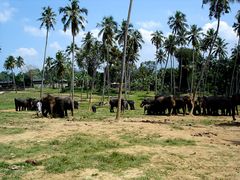Elephant Orphanage, Pinnawela