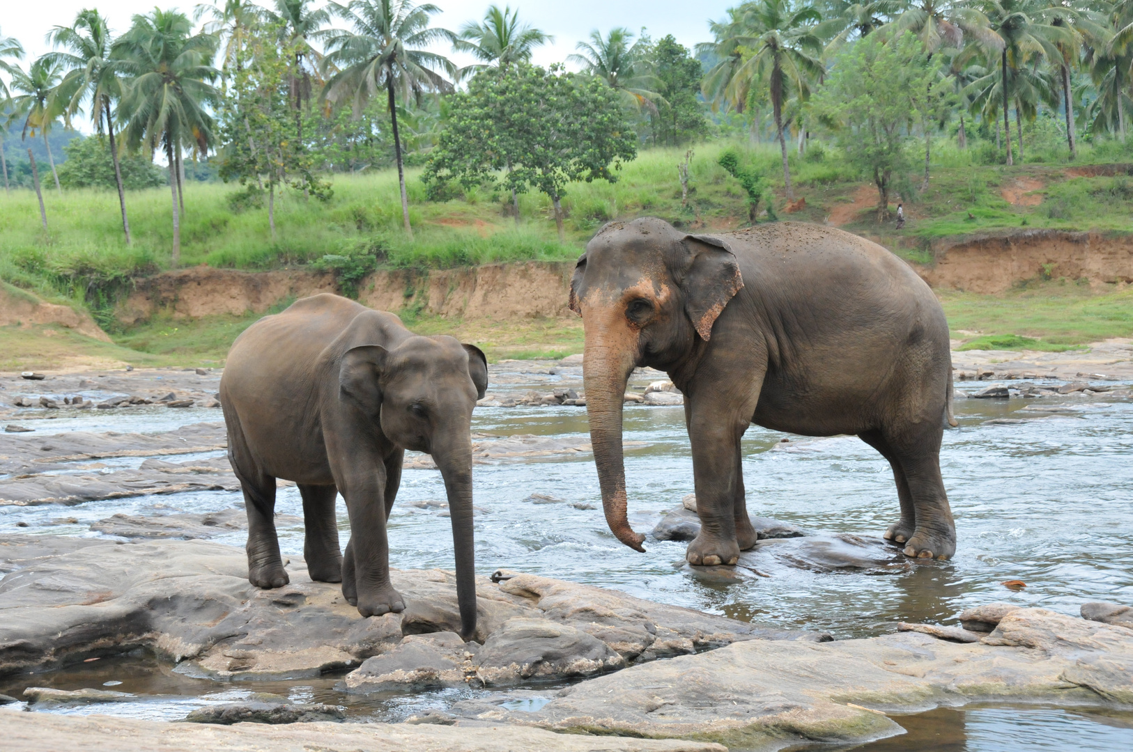 Elephant Park Srilanka
