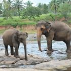 Elephant Park Srilanka