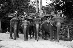 Elephant parking area
