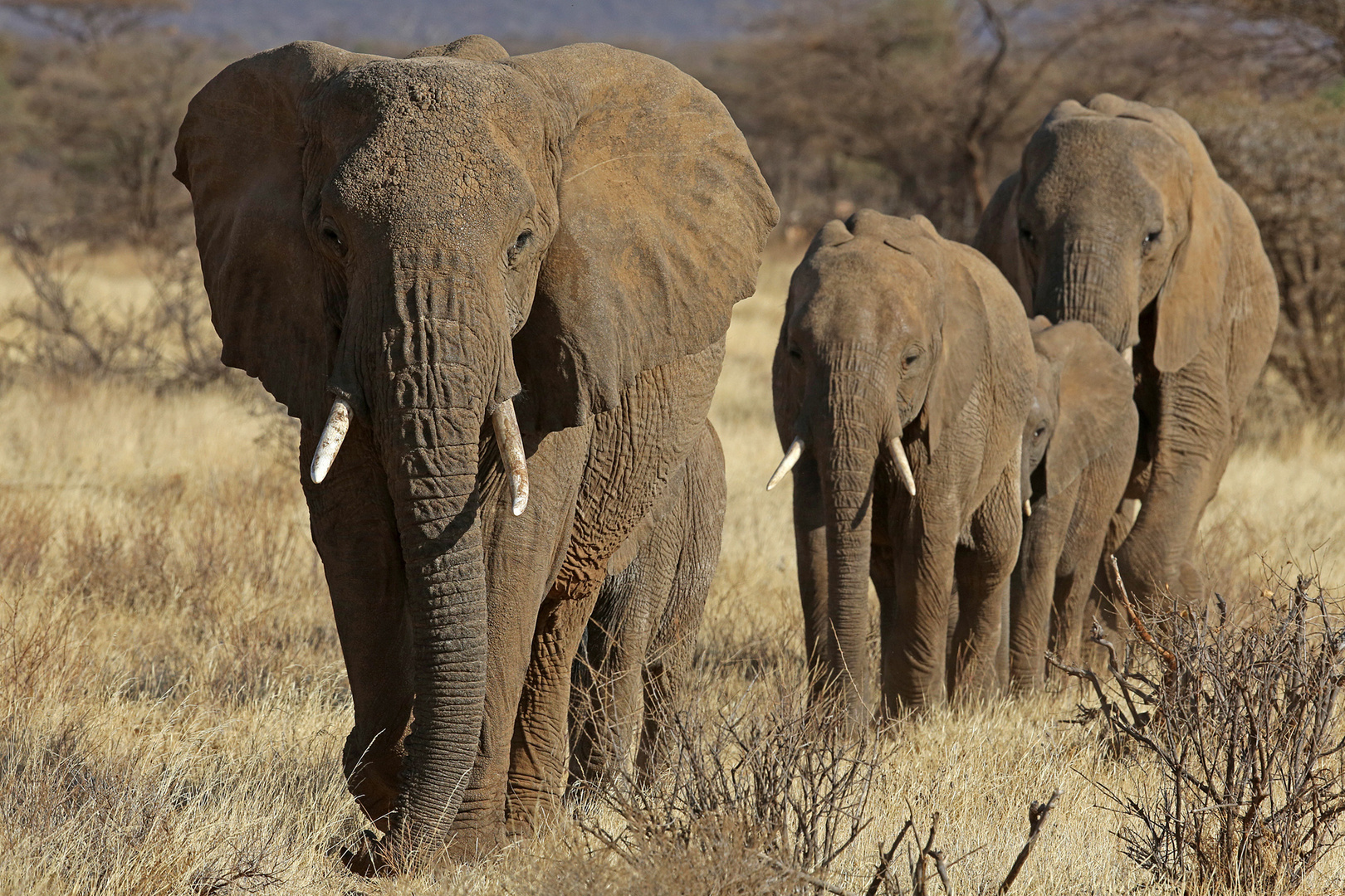 Elephant path