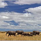 Elephant Plains