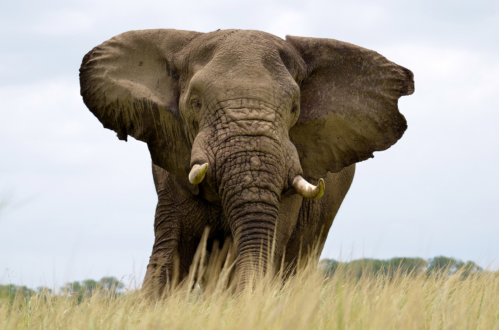 Elephant Portrait