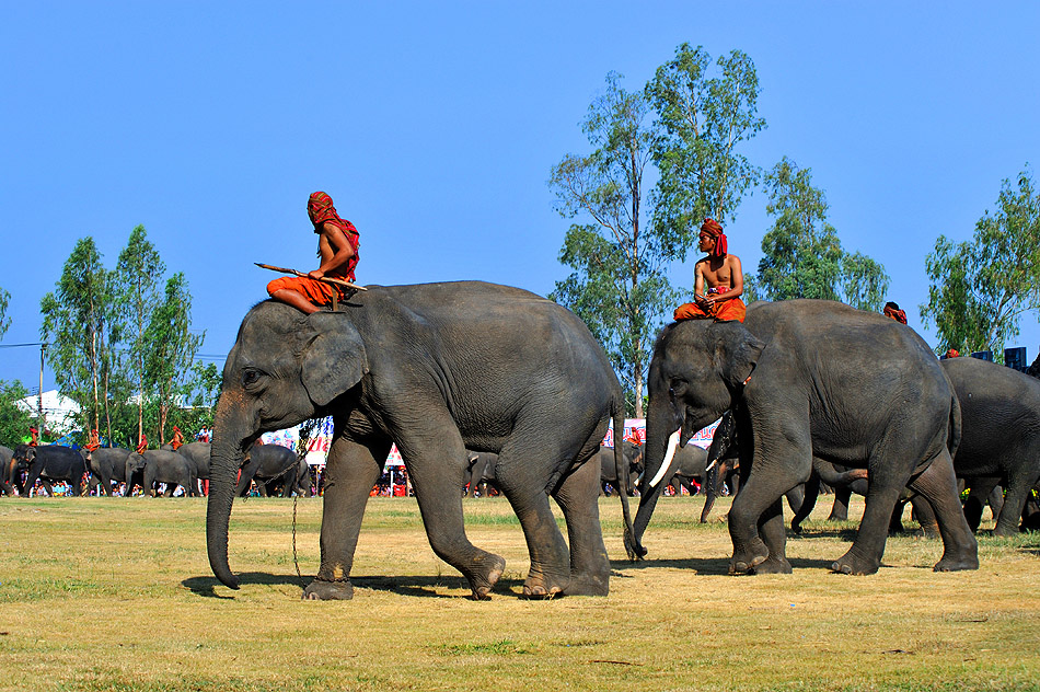 Elephant Roundup I