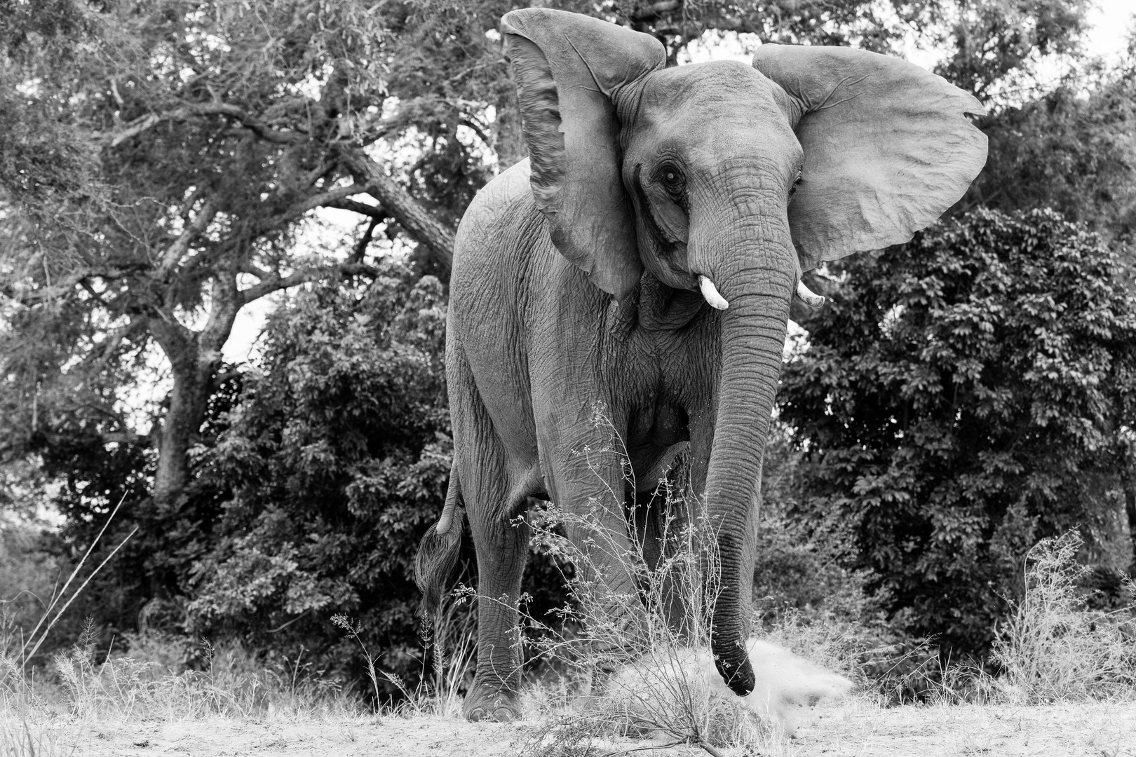 Elephant, Sambia, Lower Zambezi