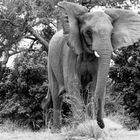 Elephant, Sambia, Lower Zambezi