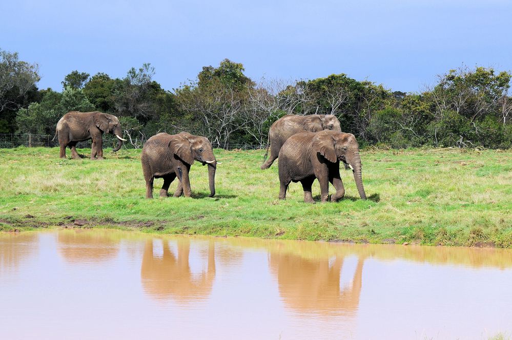 Elephant Sanctuary