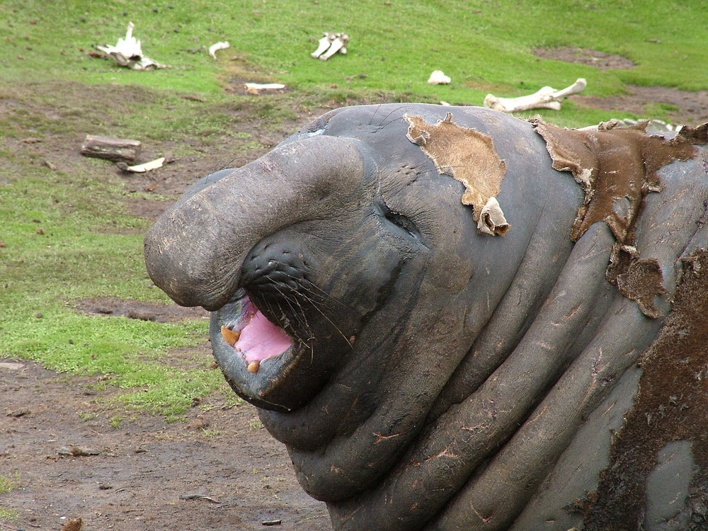 Elephant Seal