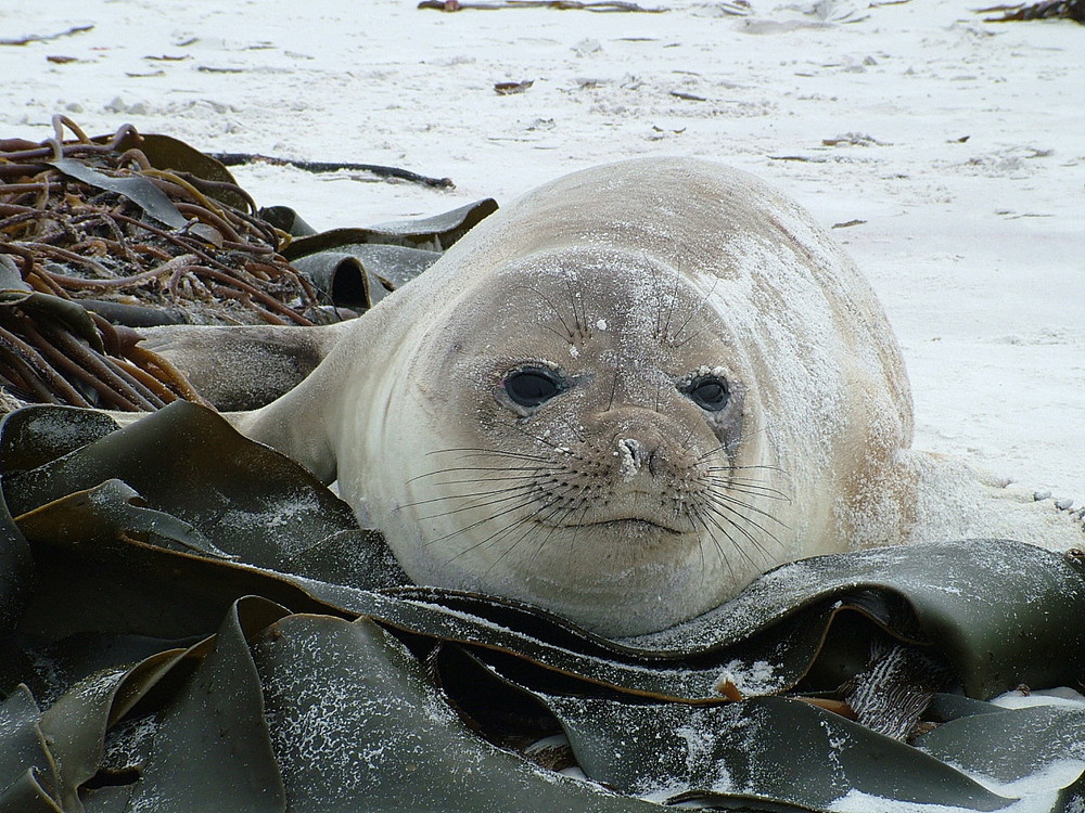 Elephant Seal Pup